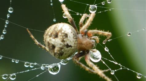 蜘蛛如何結網